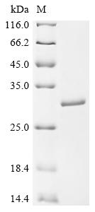 Recombinant Human Kinesin-like protein KIF26B (KIF26B) , partial - image 1