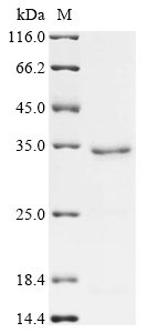 Recombinant Arabidopsis thaliana AuXIn-responsive protein IAA7 (IAA7) - image 1