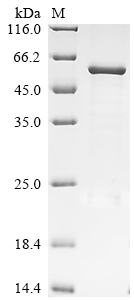 Recombinant Bovine F-box only protein 39 (FBXO39) - image 1
