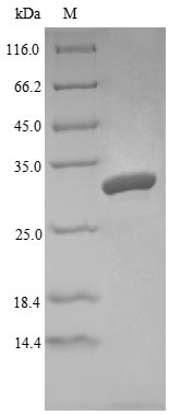 SDS-PAGE- Recombinant protein Mouse Ang4