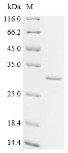 Recombinant Bovine Cell death activator CIDE-B (CIDEB) - image 1