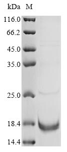 Recombinant Helianthus annuus Non-specific lipid-transfer protein - image 1