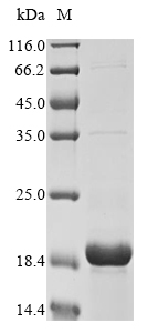 Recombinant Pig Alpha-synuclein (SNCA) - image 1