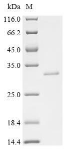 Recombinant Shigella sonnei Flagellar L-ring protein (flgH) - image 1