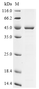 Recombinant Chlamydophila psittaci Major outer membrane porin (ompA) - image 1