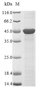 (Tris-Glycine gel) Discontinuous SDS-PAGE (reduced) with 5% enrichment gel and 15% separation gel. (Tris-Glycine gel) Discontinuous SDS-PAGE (reduced) with 5% enrichment gel and 15% separation gel.