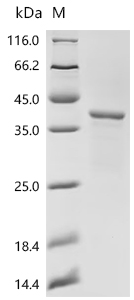 Recombinant Lolium perenne Major pollen allergen Lol p 5a (LOLPIB) - image 1