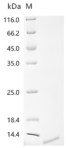 Recombinant Gossypium hirsutum Non-specific lipid-transfer protein, partial - image 1
