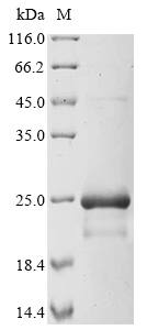Recombinant Escherichia coli Heat-stable enterotoxin A2 (sta2) - image 1