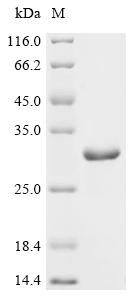 Recombinant Shigella sonnei LPS-assembly protein lptD (lptD) , partial - image 1