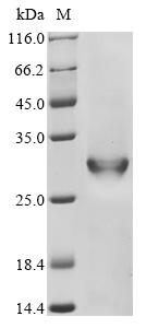Recombinant Bacillus thuringiensis Pesticidal crystal protein cry1Bb (cry1Bb) , partial - image 1
