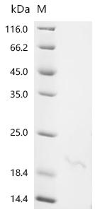 Recombinant Mouse Alpha-defensin 24 (Defa24) - image 1