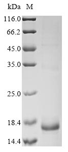 Recombinant Conus marmoreus Conotoxin mr3e - image 1