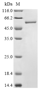 Recombinant Staphylococcus aureus Clumping factor A (clfA) , partial - image 1