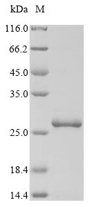 Recombinant Mycoplasma pneumoniae Cytadherence high molecular weight protein 1 (hmw1) , partial - image 1