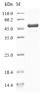 Recombinant Human Spindlin-4 (SPIN4) , partial - image 1