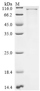 Recombinant Mouse Semaphorin-3G (Sema3g) - image 1