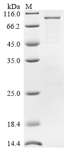 Recombinant Mouse Semaphorin-3G (Sema3g) - image 1