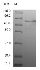 SDS-PAGE- Recombinant protein Human WDR38