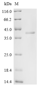 Recombinant Mouse XIAP-associated factor 1 (Xaf1) - image 1