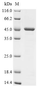 Recombinant Outer membrane protein F (ompF) , partial - image 1