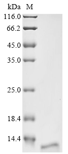 CSB-EP711093HU1 SDS