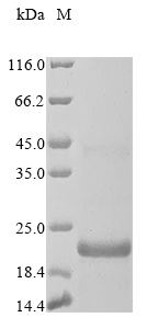 Recombinant Pan troglodytes Beta-defensin 106A (DEFB106A) - image 1