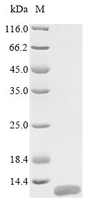Recombinant Human Mucin-21 (MUC21) , partial - image 1