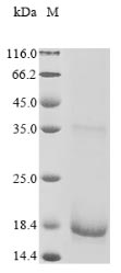 (Tris-Glycine gel) Discontinuous SDS-PAGE (reduced) with 5% enrichment gel and 15% separation gel. (Tris-Glycine gel) Discontinuous SDS-PAGE (reduced) with 5% enrichment gel and 15% separation gel.