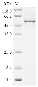 Recombinant Dog Angiopoietin-1 (ANGPT1) - image 1