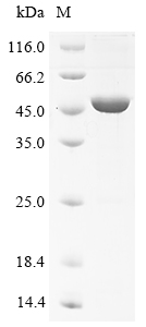 Recombinant Mouse Neuronal pentraXIn-1 (Nptx1) - image 1
