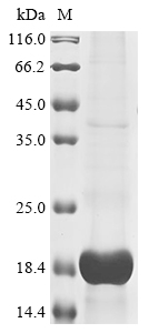 Recombinant Cat Appetite-regulating hormone (GHRL) , partial - image 1