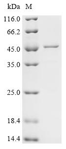 Recombinant Human ATPase family AAA domain-containing protein 3C (ATAD3C) - image 1