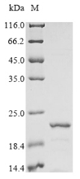 Recombinant Rat Beta-synuclein (Sncb) - image 1