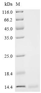 Recombinant Mouse Lymphocyte antigen 6E (Ly6e) - image 1