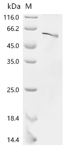 Recombinant Mouse Neurogenic differentiation factor 1 (Neurod1) - image 1
