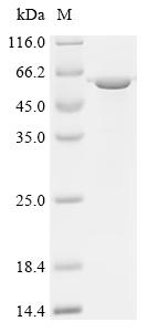 Recombinant Mouse BPI fold-containing family B member 1 (Bpifb1) - image 1