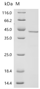 Recombinant Mouse Zinc-alpha-2-glycoprotein (Azgp1) - image 1