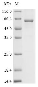 Recombinant Mouse Bile acid receptor (Nr1h4) - image 1