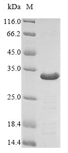 SDS-PAGE- Recombinant protein Mouse Adipoq