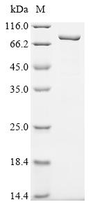 Recombinant Mouse Inter-alpha-trypsin inhibitor heavy chain H2 (Itih2) - image 1