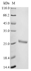 Recombinant Mouse Ubiquitin-like protein ISG15 (Isg15) - image 1