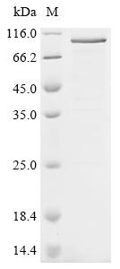 Recombinant Mouse Nuclear factor erythroid 2-related factor 2 (Nfe2l2) - image 1