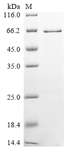 Recombinant Mouse Adenomatous polyposis coli protein (Apc) , partial - image 1