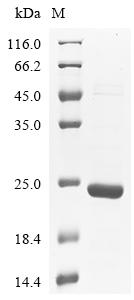 Recombinant Mouse Myelin-oligodendrocyte glycoprotein (Mog) , partial - image 1