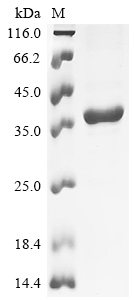 Recombinant Rat Synapsin-2 (Syn2) , partial - image 1