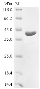 Recombinant Rat Synapsin-2 (Syn2) , partial - image 1