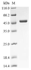 Recombinant Human Uncharacterized protein C6orf163 (C6orf163) - image 1
