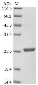 Recombinant Mouse Collagen alpha-1 (XII) chain (Col12a1) , partial - image 1