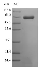 SDS-PAGE- Recombinant protein Mouse Musk